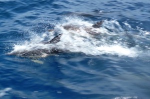 Delfine im Atlantik
